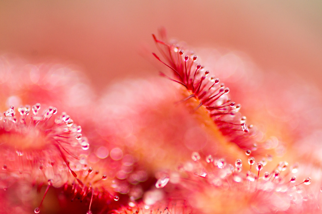 Sony Alpha DSLR-A550 + Sony 100mm F2.8 Macro sample photo. Carnivorous plant photography