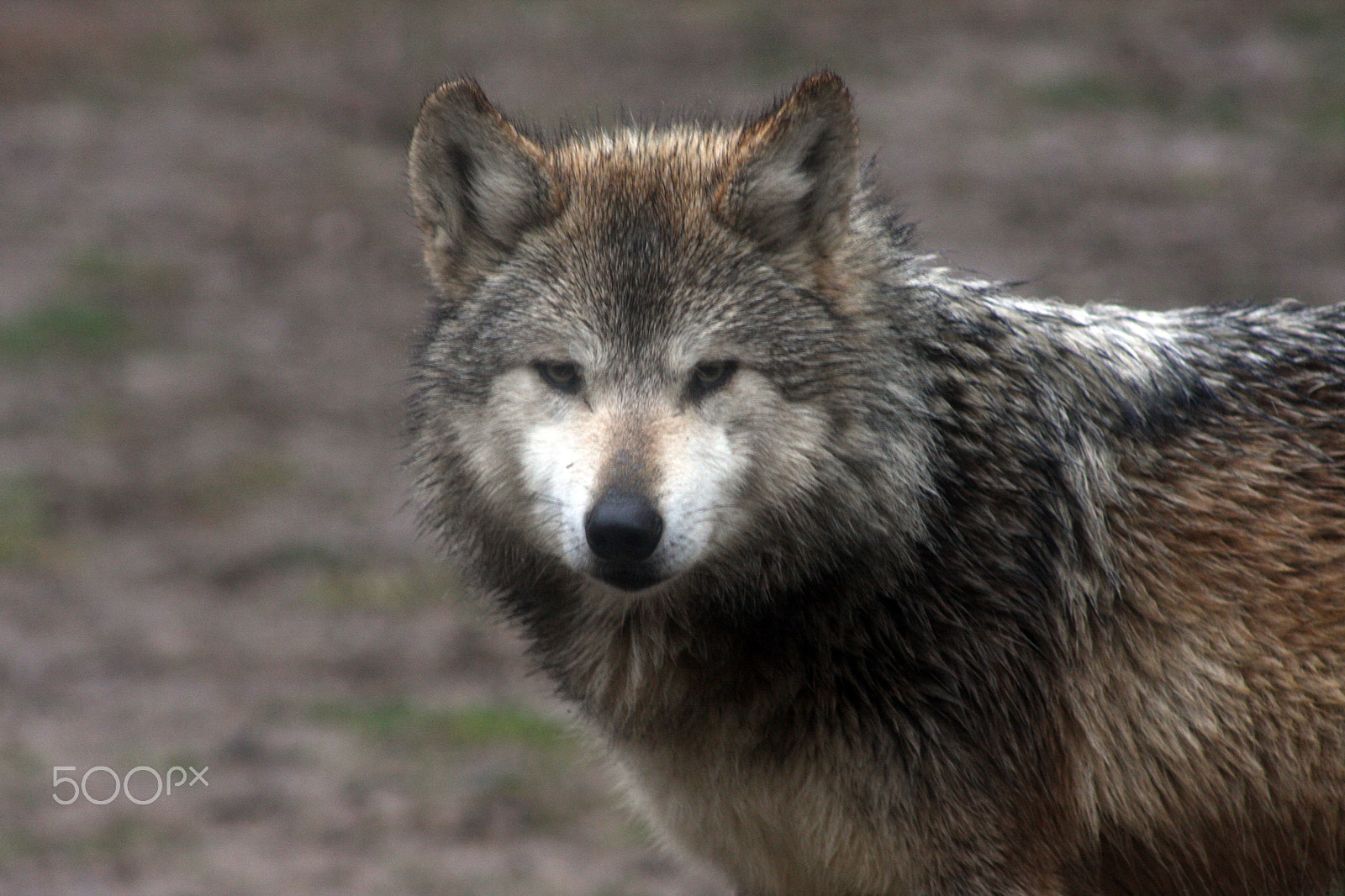 Canon EOS 40D + EF75-300mm f/4-5.6 sample photo. Wet wolf photography