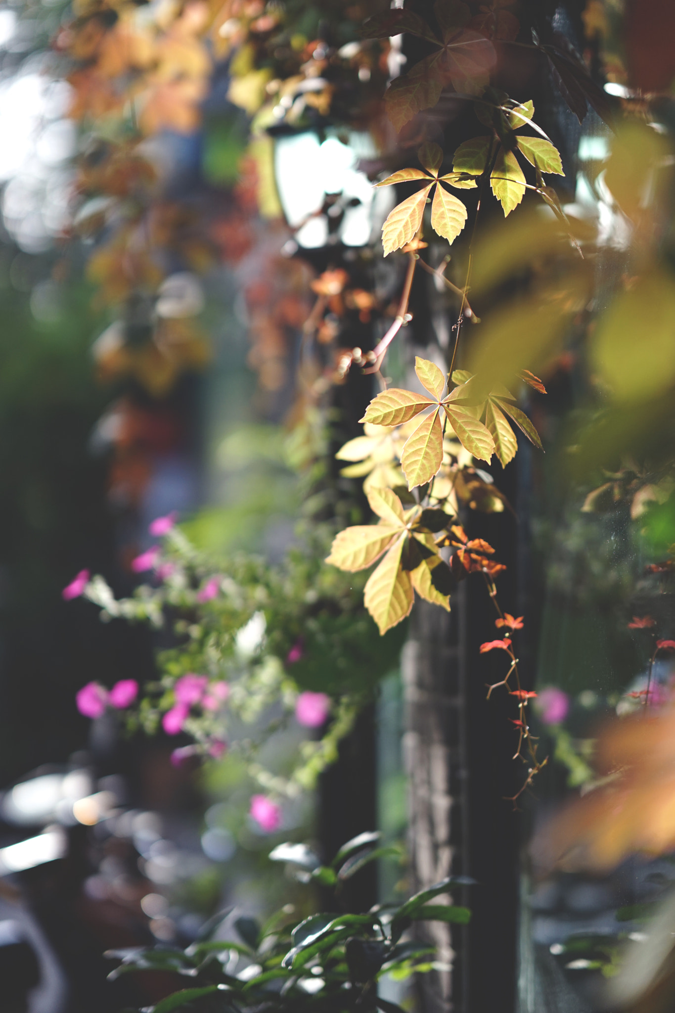 Sony FE 85mm F1.4 GM sample photo. 光 photography
