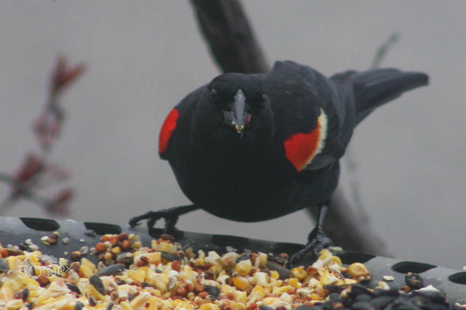 Canon EOS 40D + EF75-300mm f/4-5.6 sample photo. Red winged blackbird photography