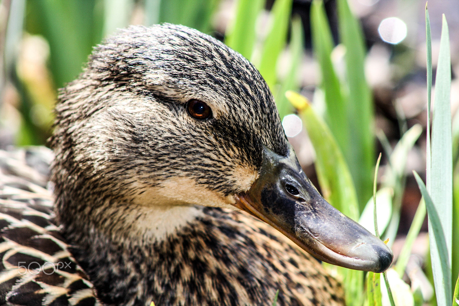 Canon EOS 40D + EF75-300mm f/4-5.6 sample photo. Duck photography