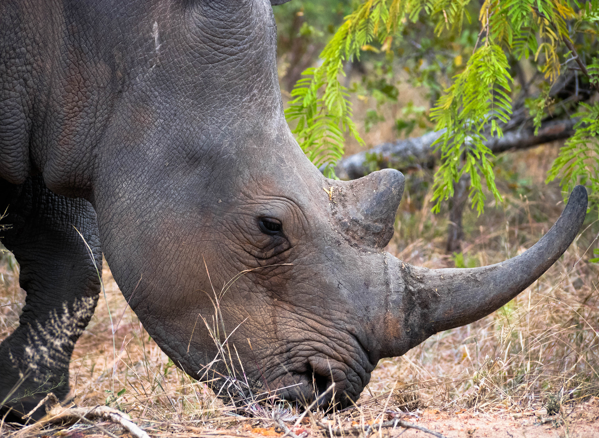 Panasonic Lumix G Vario 45-200mm F4-5.6 OIS sample photo. Sad rhino photography