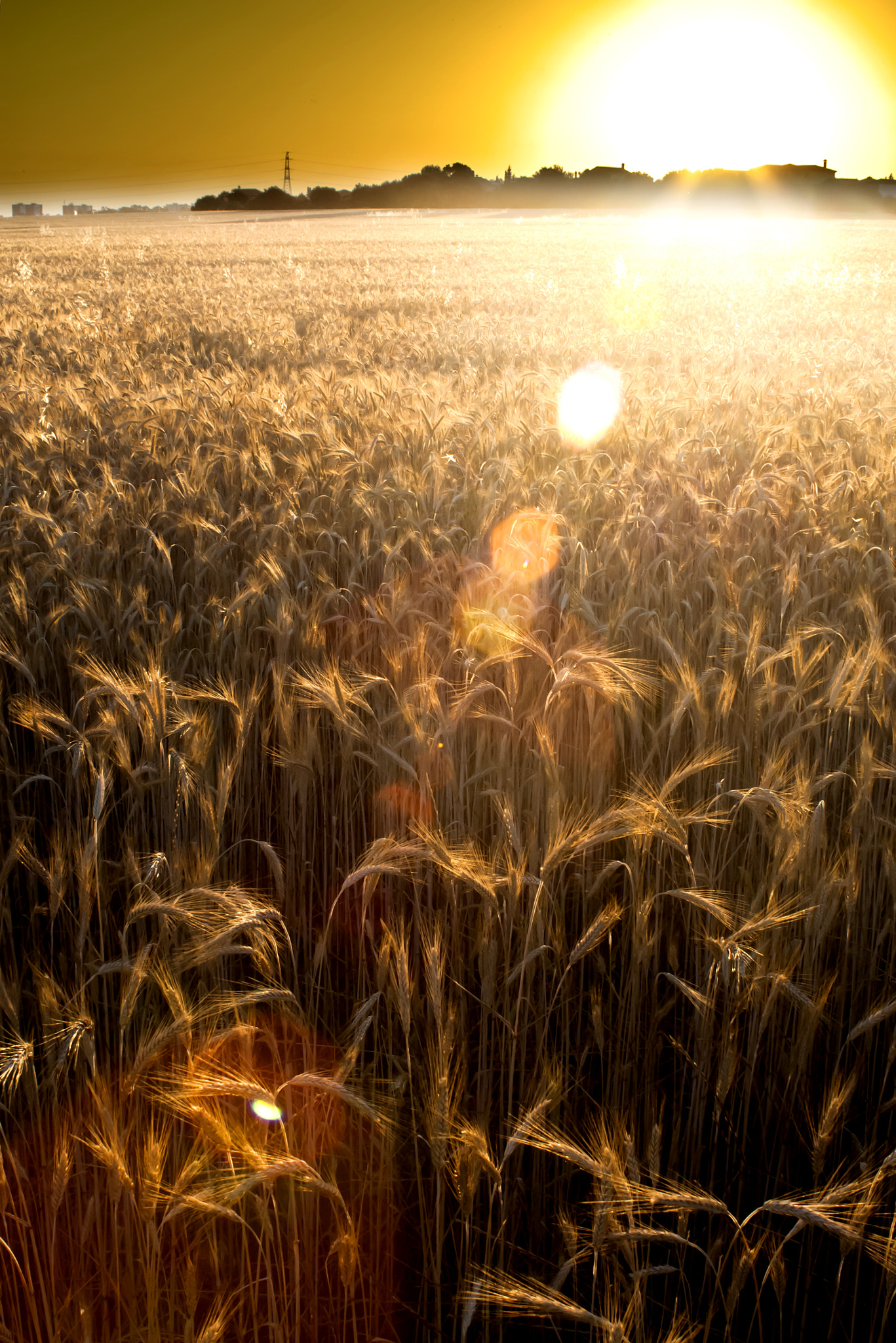 Sigma 28-70mm F3.5-4.5 UC sample photo. Wheat field on the sunrise of a sunny day photography