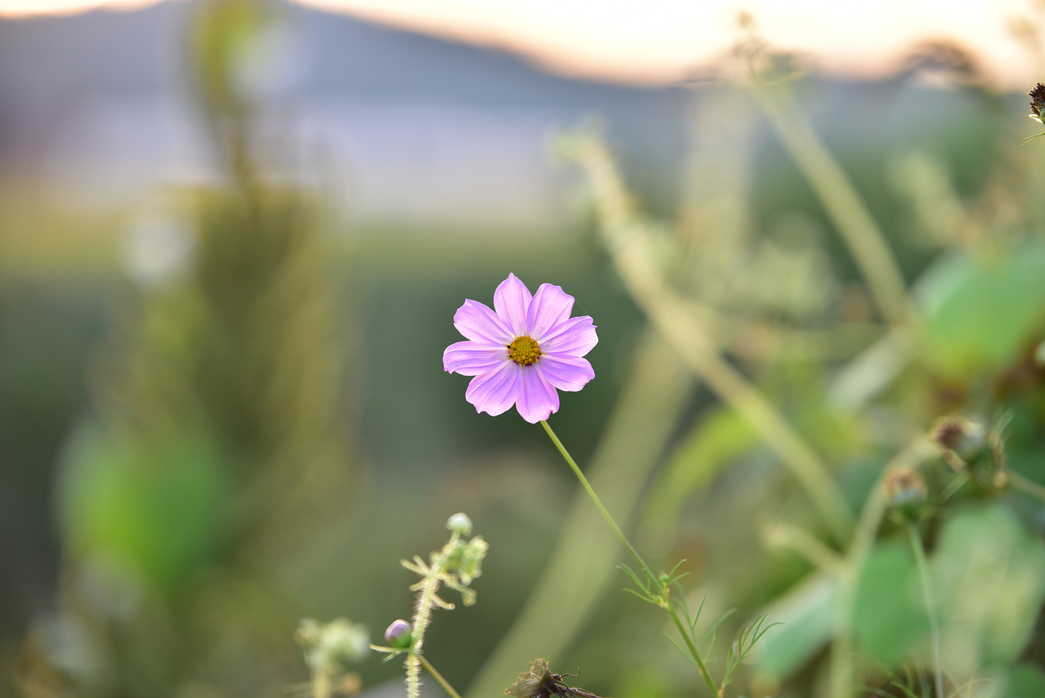 Tamron SP 70-200mm F2.8 Di VC USD sample photo. Common cosmos photography