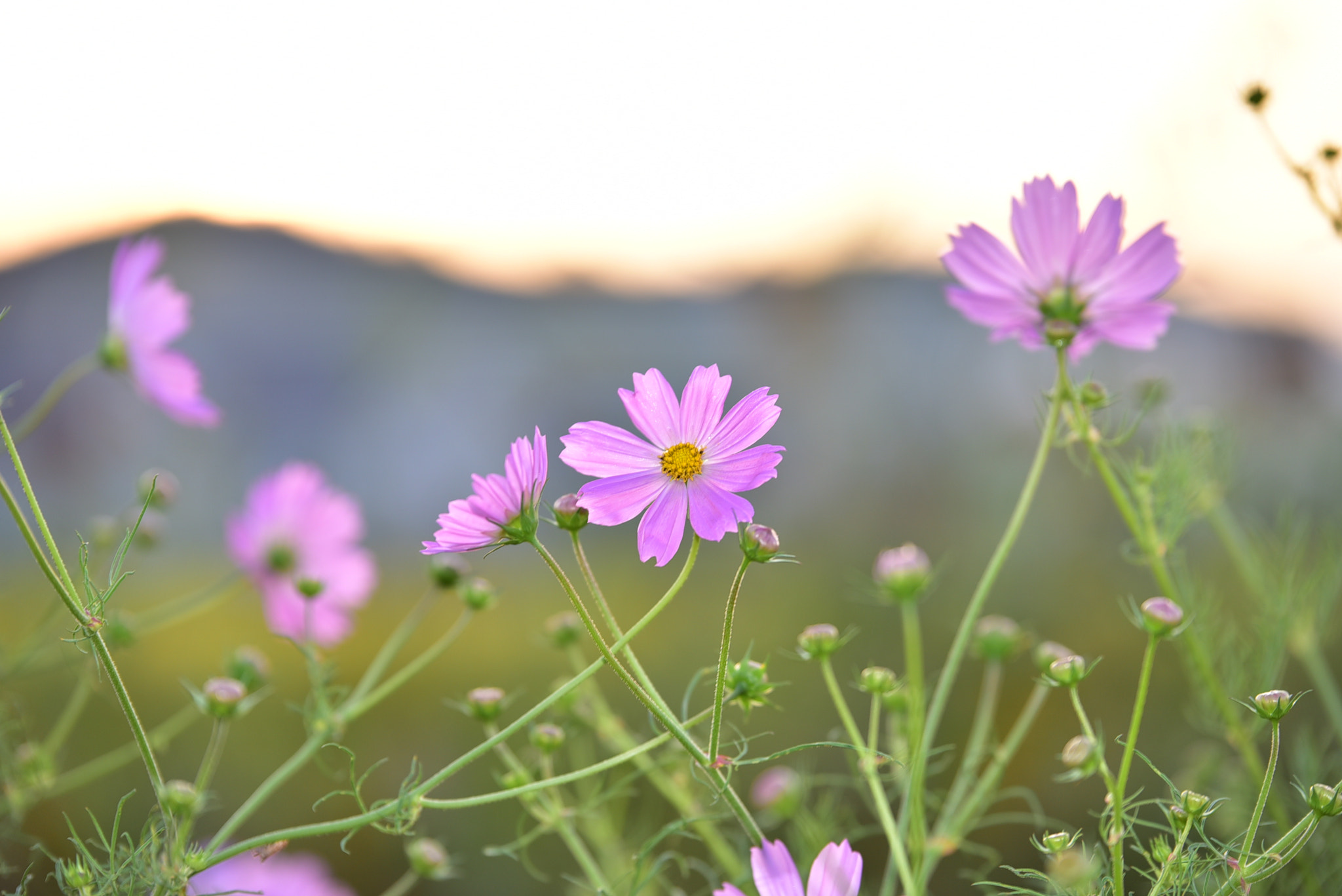Tamron SP 70-200mm F2.8 Di VC USD sample photo. Common cosmos2 photography