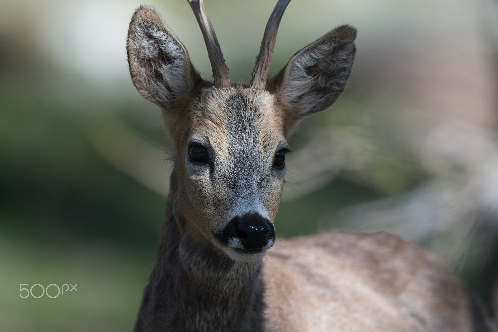 Nikon AF-S Nikkor 600mm F4E FL ED VR sample photo. Portrait chevreuil photography