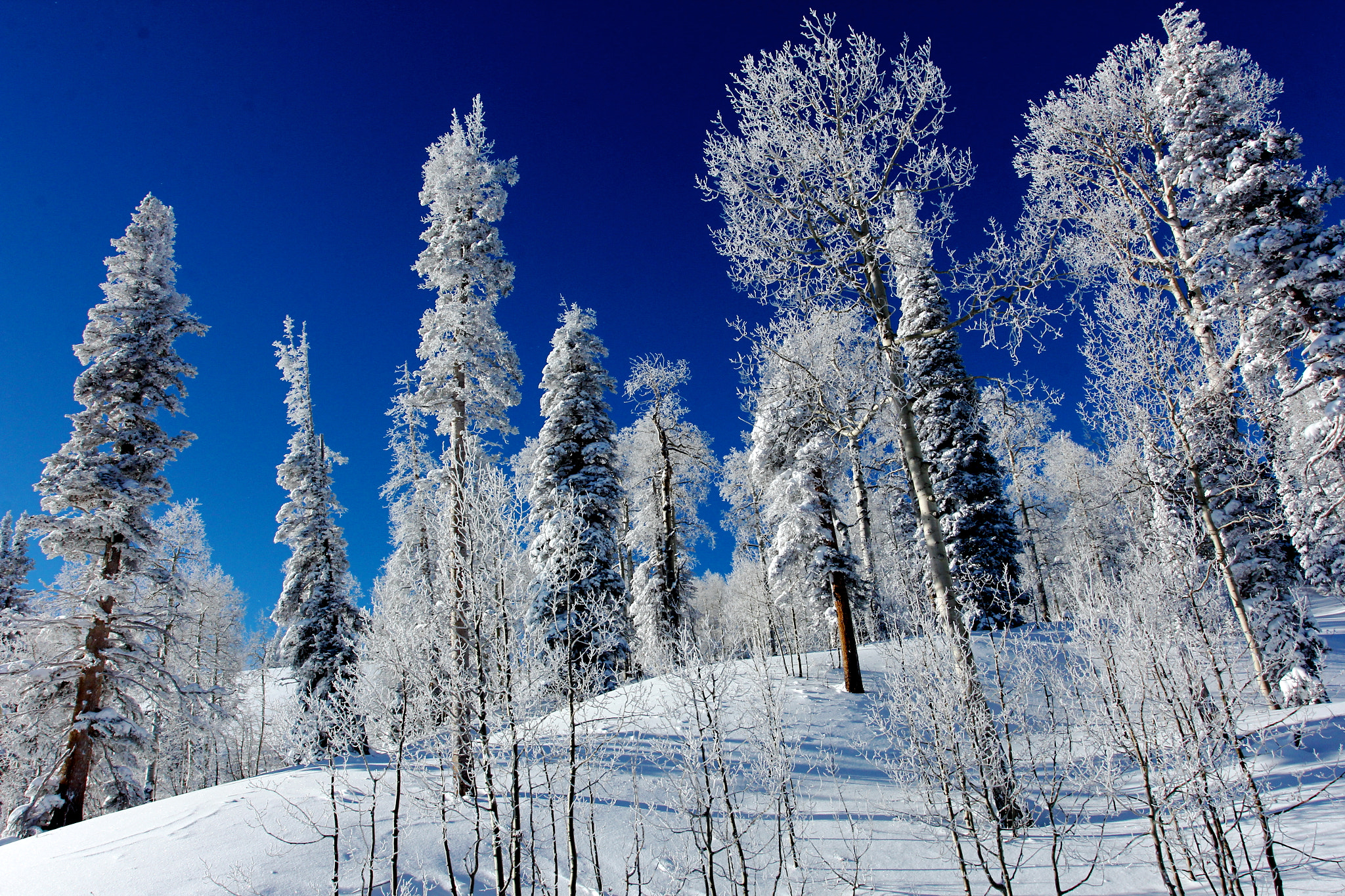 Canon EOS 60D + Canon EF 17-40mm F4L USM sample photo. Tall trees photography