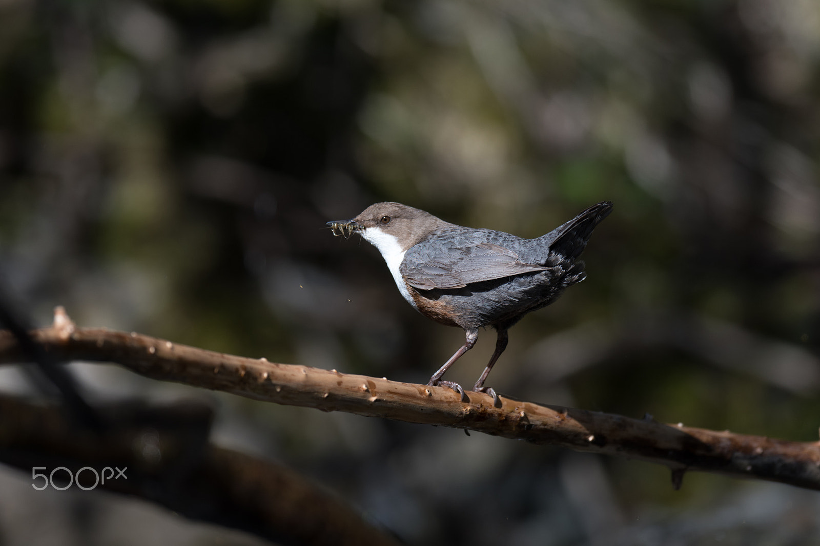 Nikon AF-S Nikkor 600mm F4E FL ED VR sample photo. Cincle plongeur photography