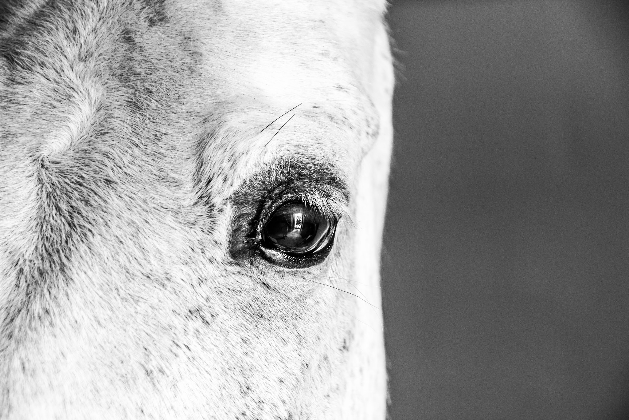 Canon EF 75-300mm F4.0-5.6 IS USM sample photo. White horse photography