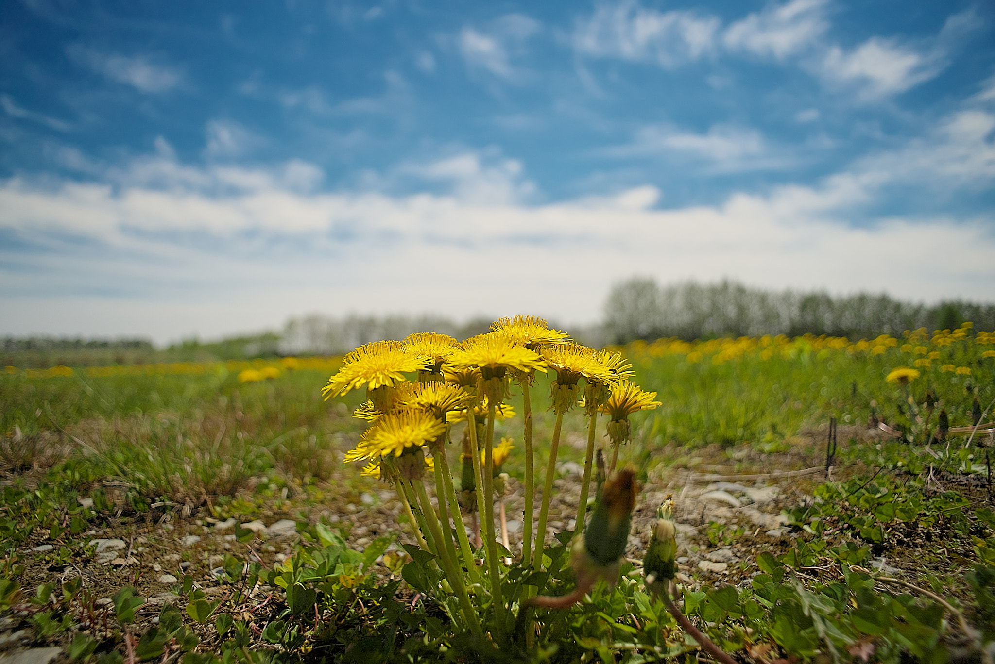 Sony a7S sample photo. Dandelion will make you wise photography