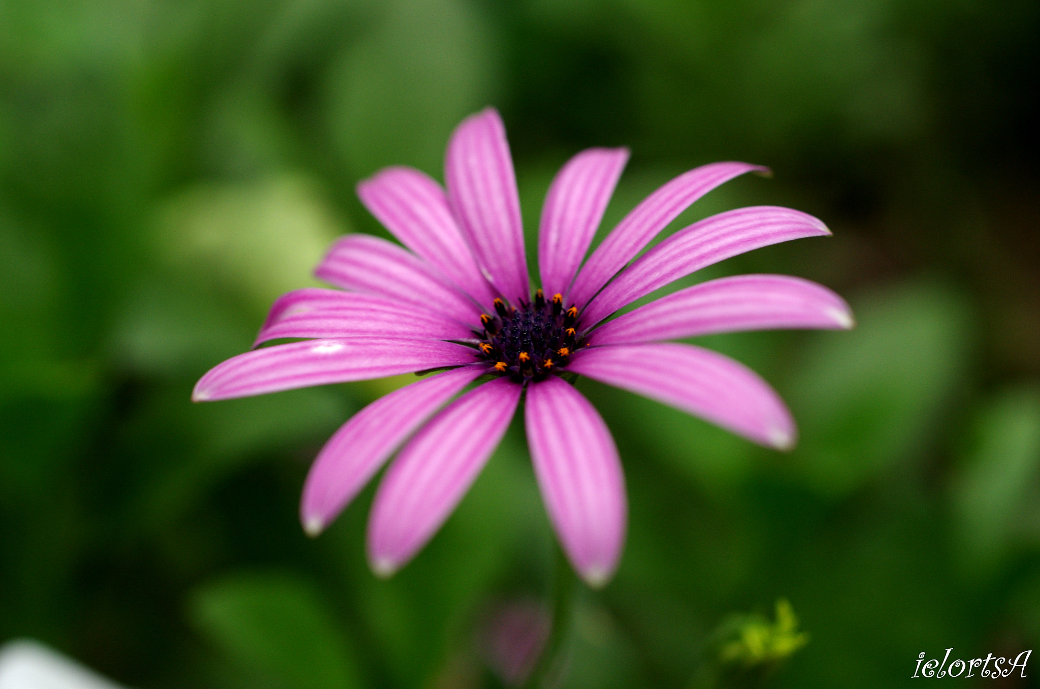 Pentax K-5 + HD Pentax DA 35mm F2.8 Macro Limited sample photo. Gerbera photography