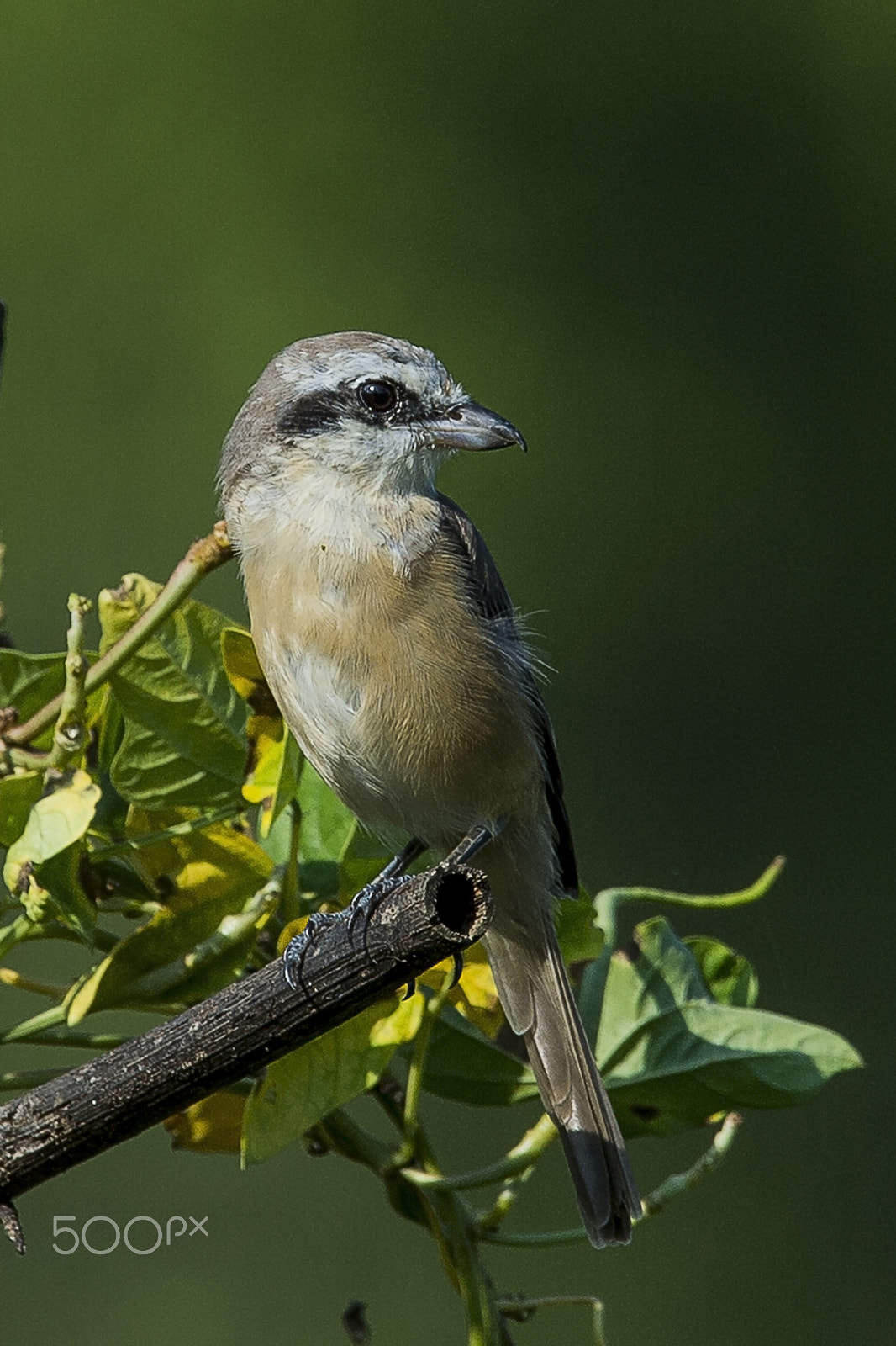Nikon AF-S Nikkor 400mm F2.8G ED VR II sample photo. Long tailed shrike photography
