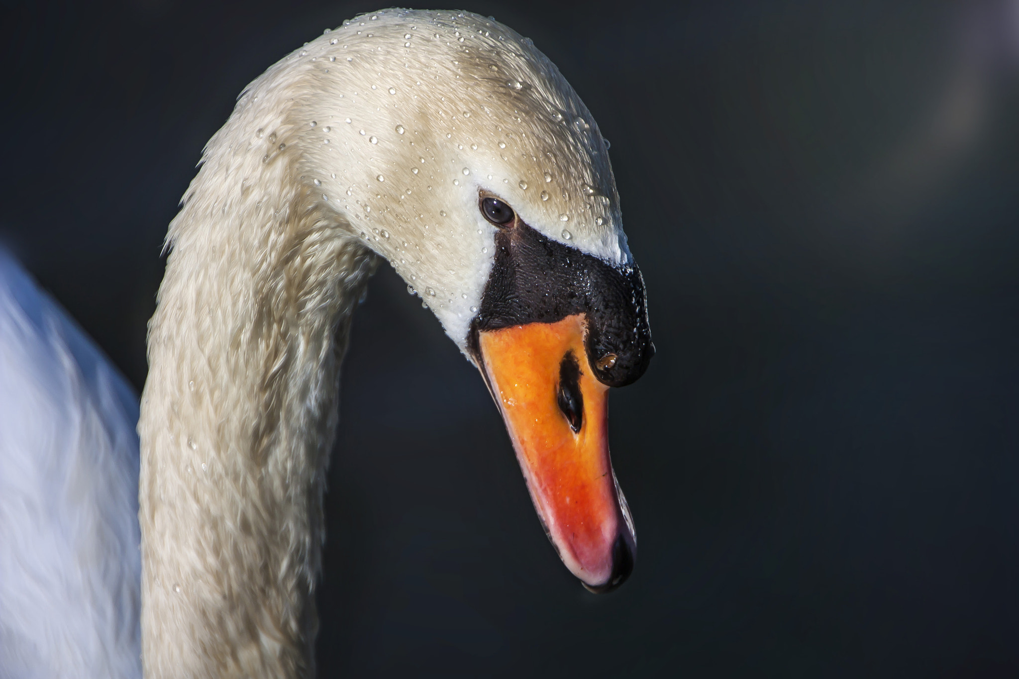 Canon EOS 450D (EOS Rebel XSi / EOS Kiss X2) sample photo. Swan photography