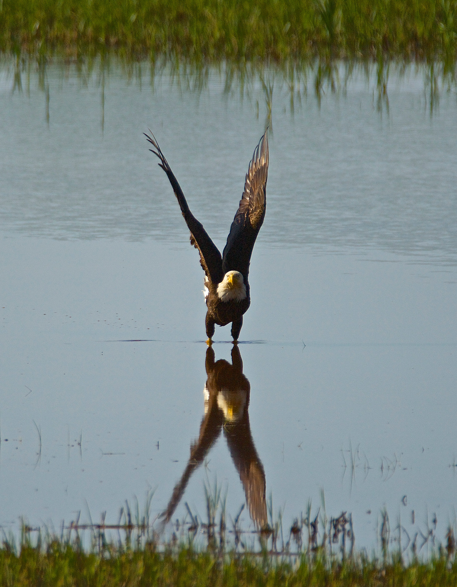 Tamron SP 150-600mm F5-6.3 Di VC USD sample photo. Lift off photography