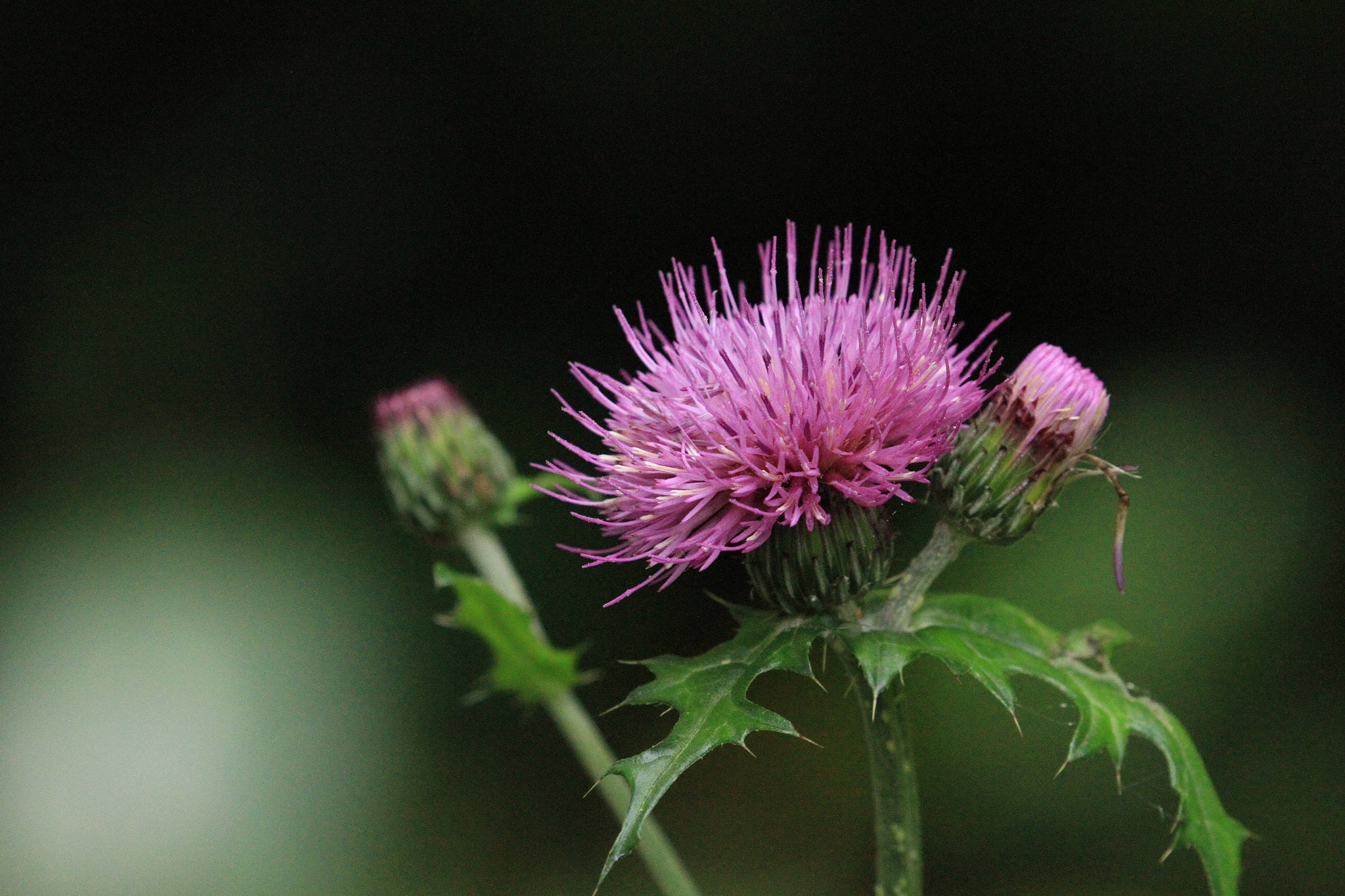 Canon EOS 7D + Canon EF 100-400mm F4.5-5.6L IS II USM sample photo. Japanese thistle  アザミ photography