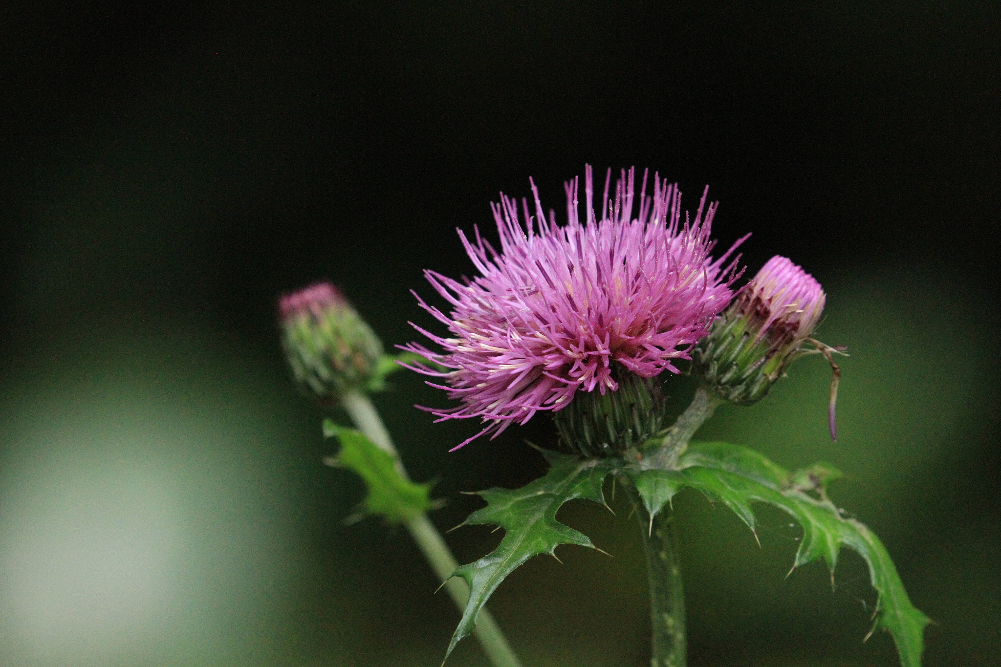 Canon EF 100-400mm F4.5-5.6L IS II USM sample photo. Japanese thistle  アザミ photography