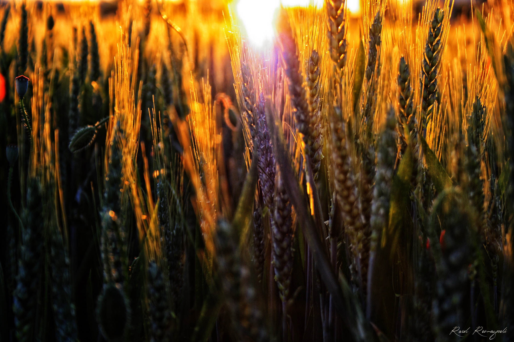 Canon EOS 1000D (EOS Digital Rebel XS / EOS Kiss F) + Canon EF 135mm F2.8 SF sample photo. Sun and wheat photography