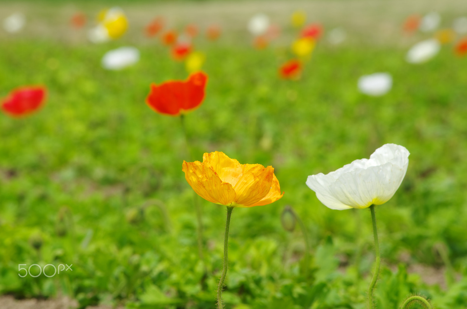 smc PENTAX-DA L 55-300mm F4-5.8 ED sample photo. Pair of poppy photography