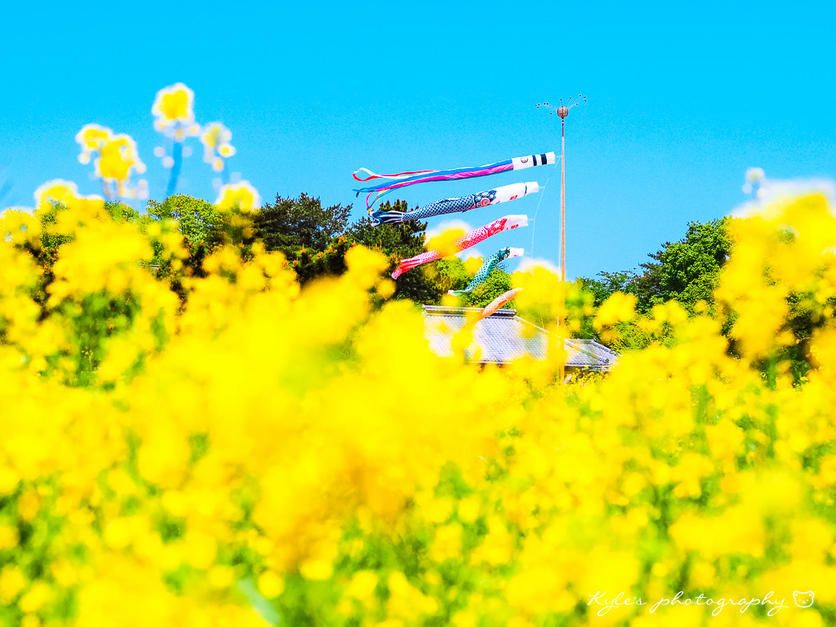 Olympus OM-D E-M1 + OLYMPUS 50mm Lens sample photo. 鯉魚旗 photography