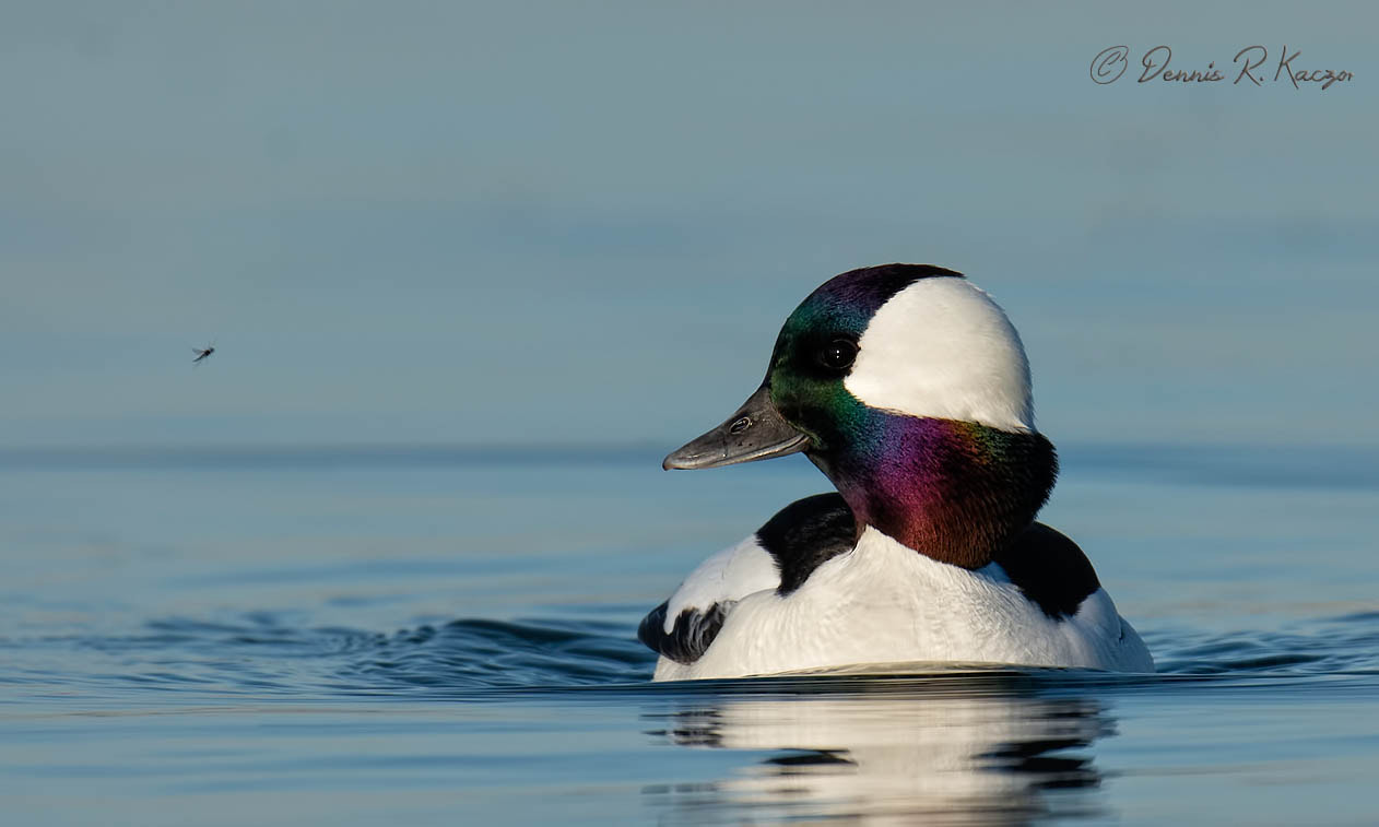 Nikon D4S + Nikon AF-S Nikkor 500mm F4G ED VR sample photo. Bufflehead duck photography