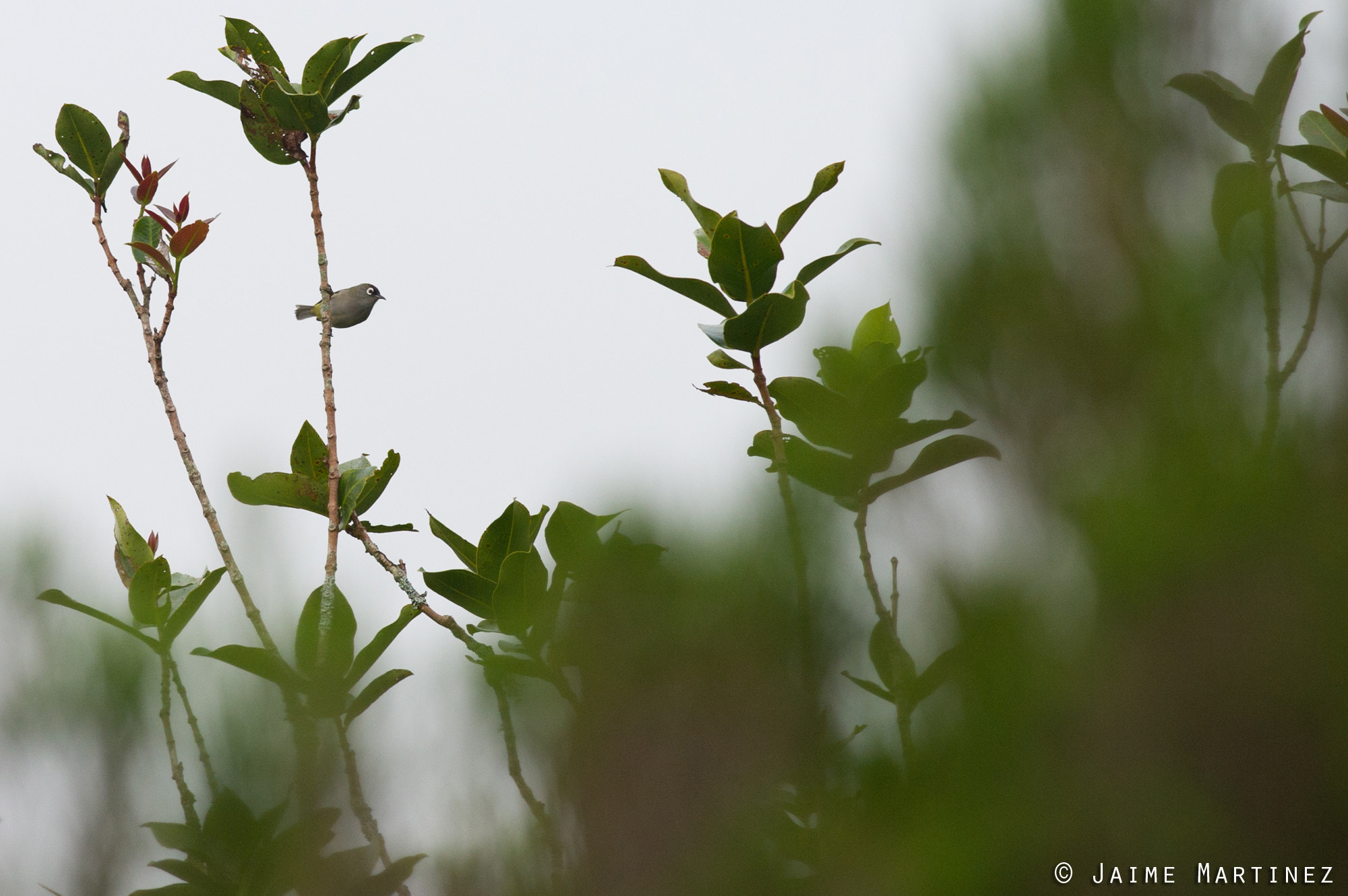 Nikon D3S + Nikon AF-S Nikkor 300mm F4D ED-IF sample photo. Reunion olive white-eye - zosterops olivaceus photography