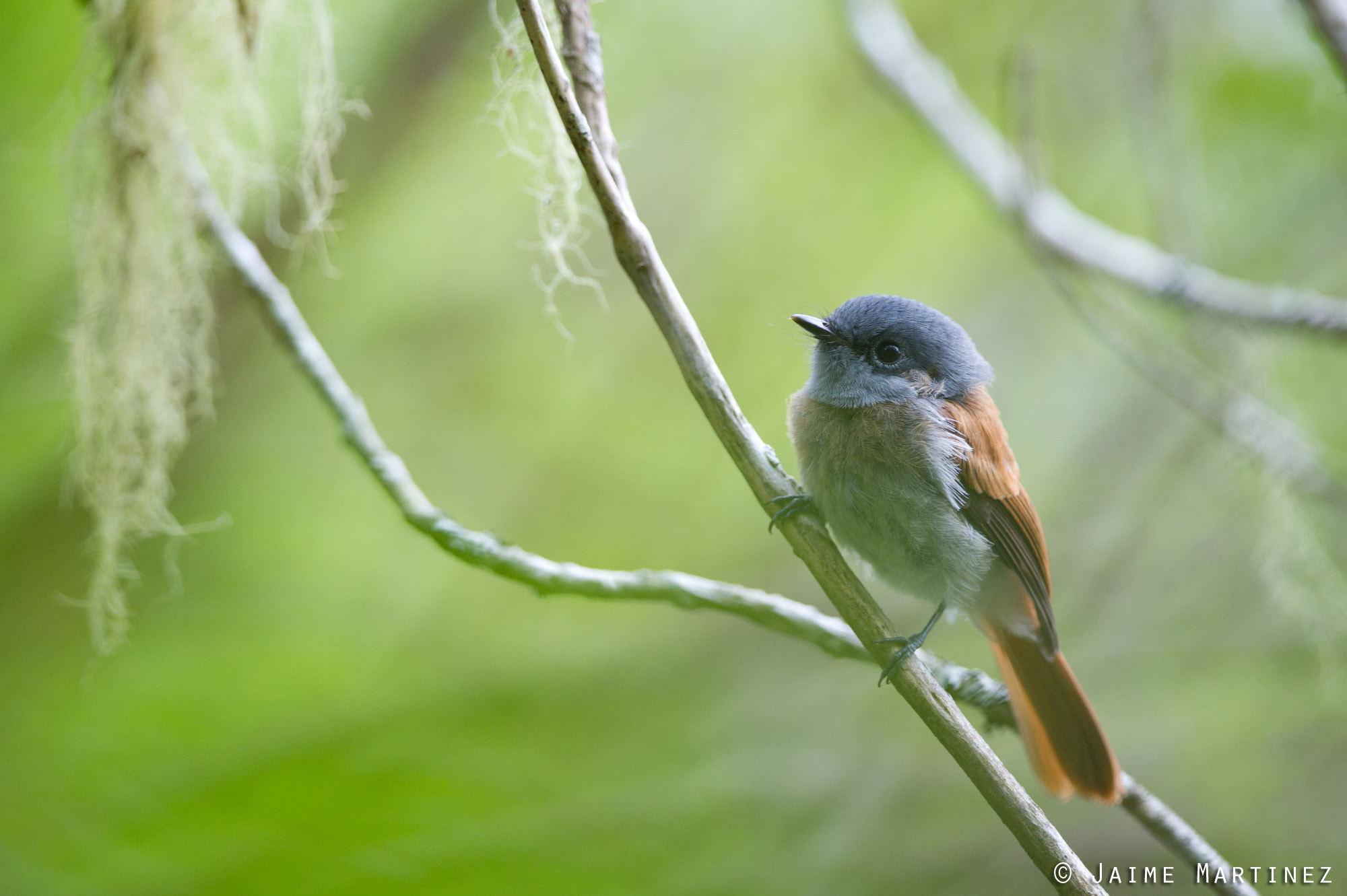 Nikon AF-S Nikkor 300mm F4D ED-IF sample photo. Young mascarene paradise flycatcher photography