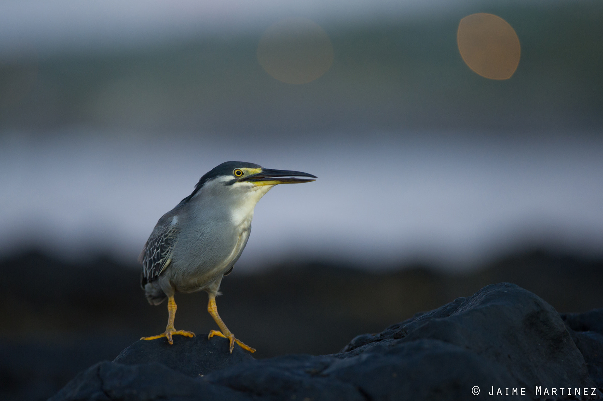 Nikon D3S + Nikon AF-S Nikkor 300mm F4D ED-IF sample photo. Striated heron / héron strié - butorides striata photography