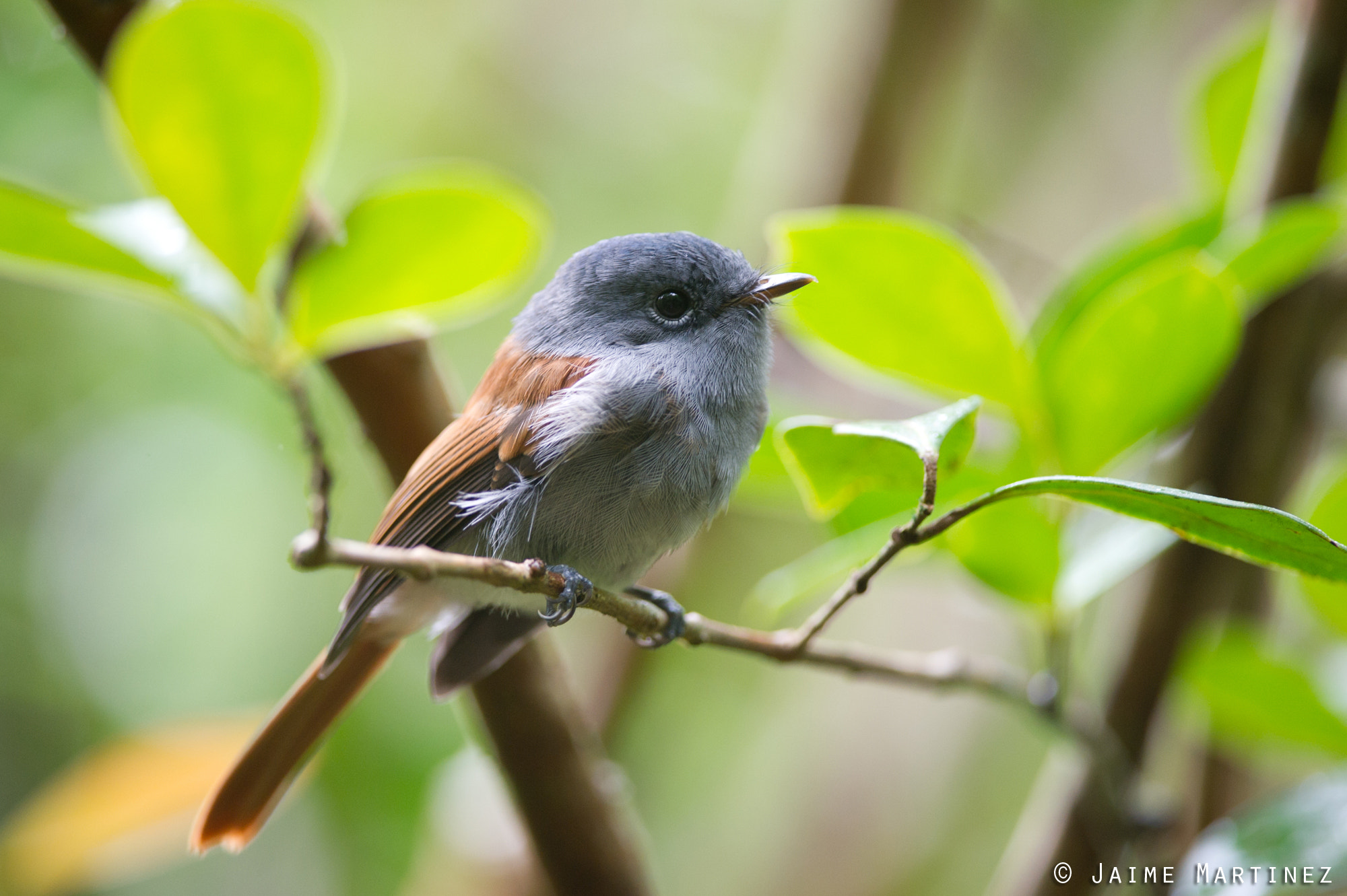 Nikon D3S + Nikon AF-S Nikkor 300mm F4D ED-IF sample photo. Young mascarene paradise flycatcher photography