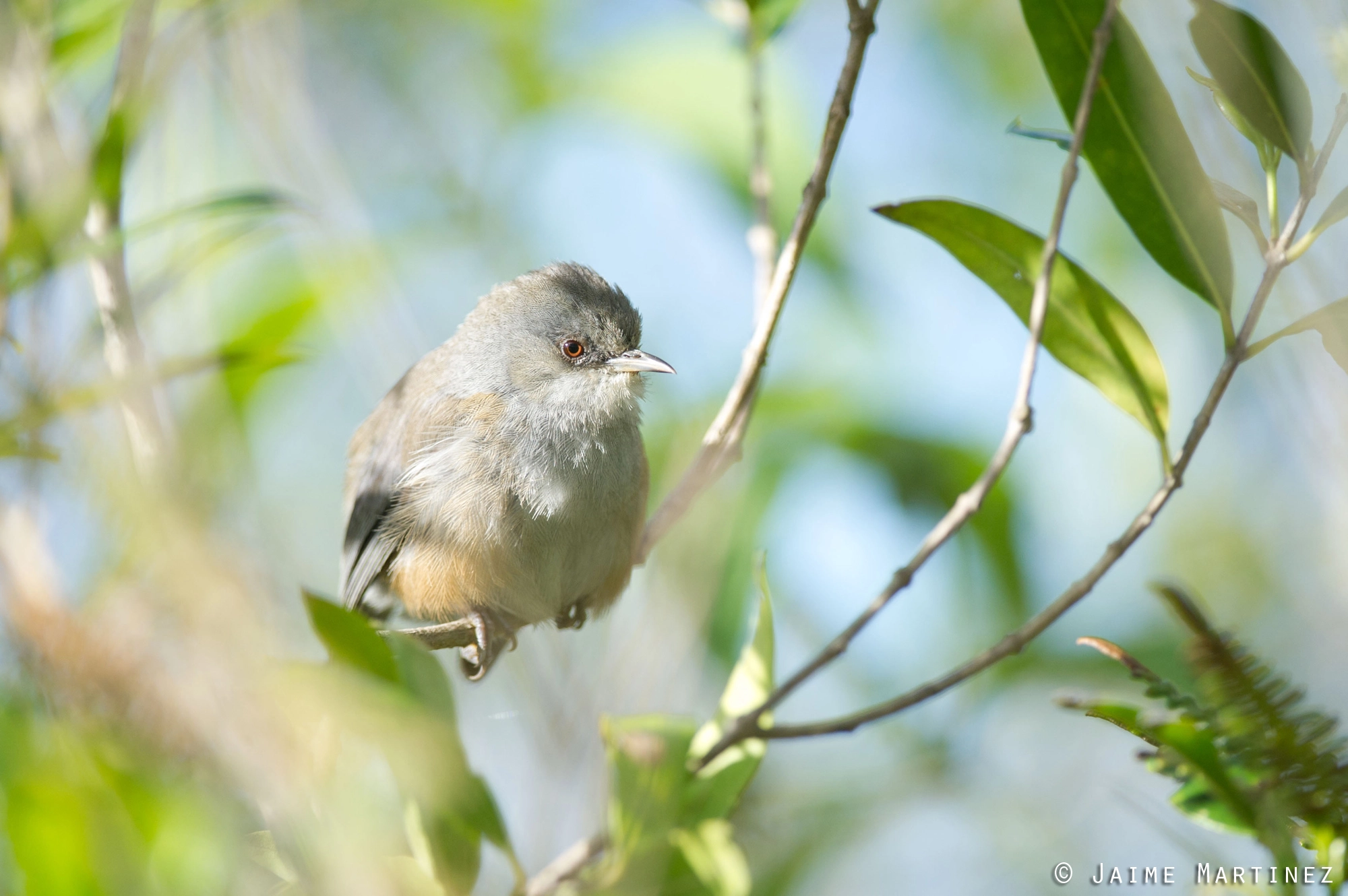 Nikon D3S + Nikon AF-S Nikkor 300mm F4D ED-IF sample photo. Reunion grey white-eye - zosterops borbonicus photography