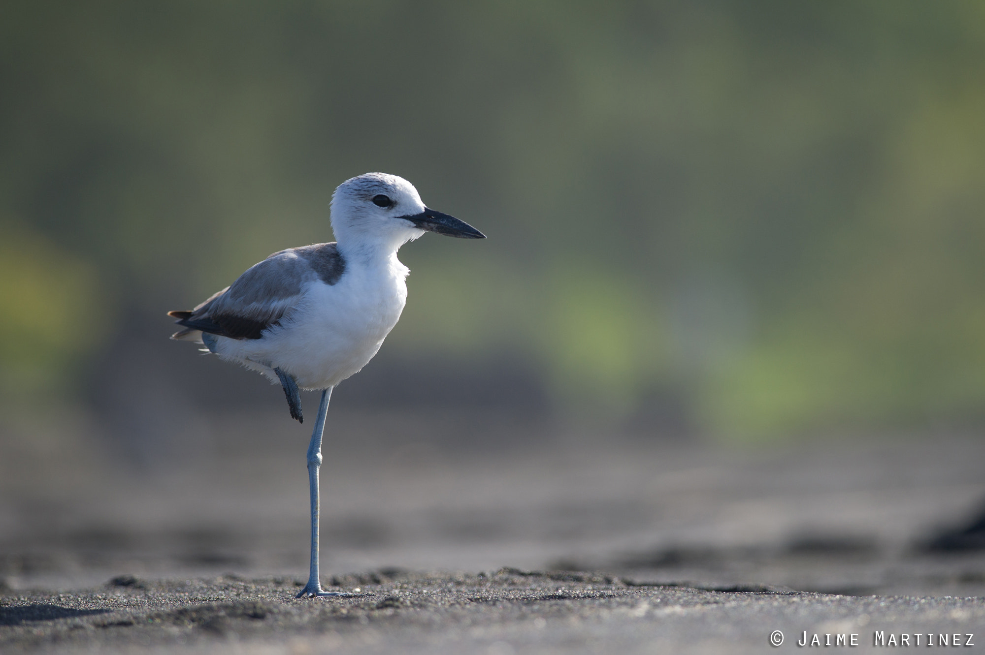 Nikon D3S + Nikon AF-S Nikkor 300mm F4D ED-IF sample photo. Crab-plover / drome ardéole - dromas ardeola photography