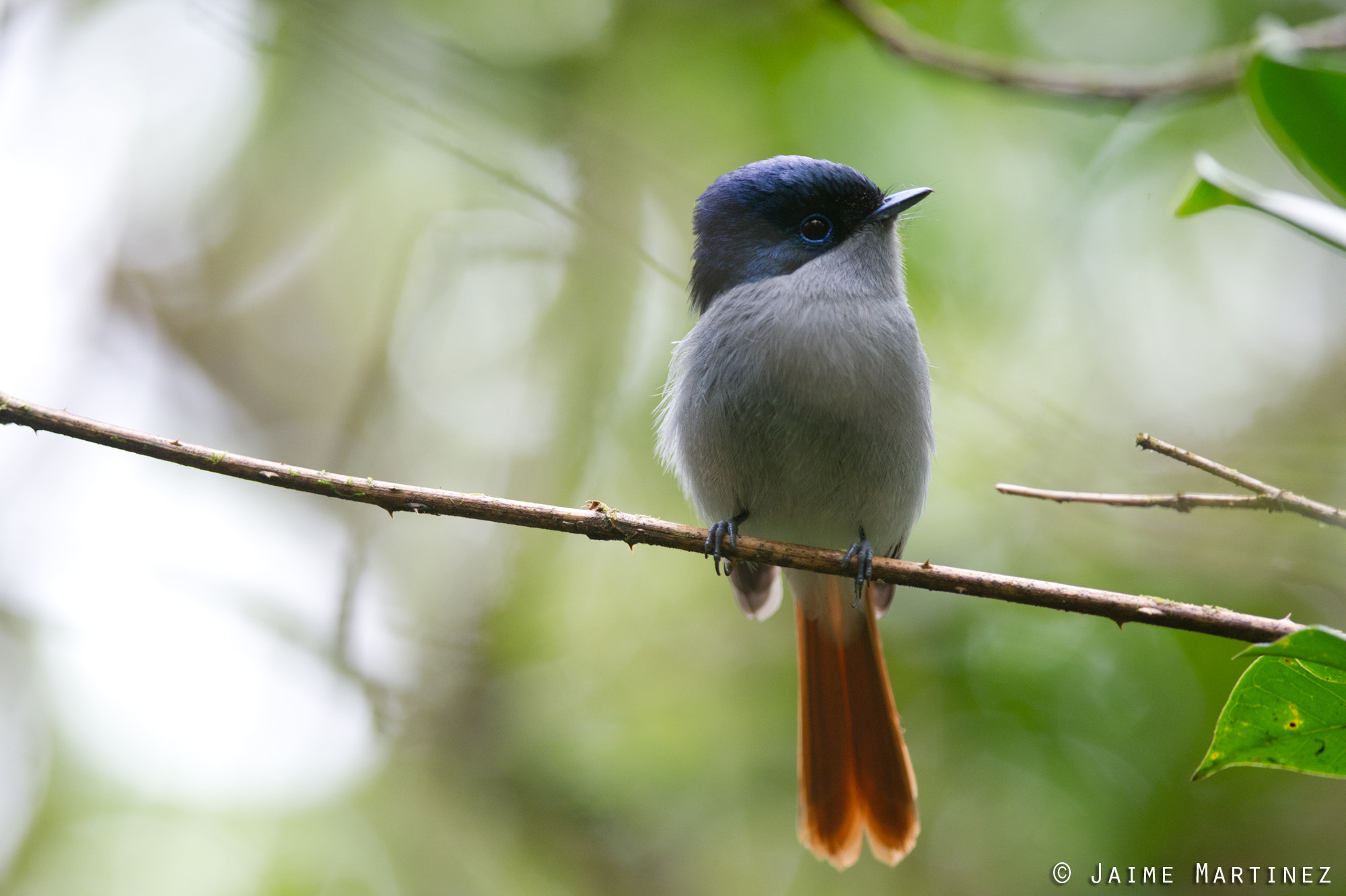 Nikon D3S + Nikon AF-S Nikkor 300mm F4D ED-IF sample photo. Mascarene paradise flycatcher photography