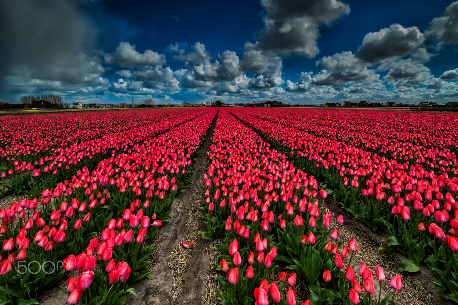 Samyang 14mm F2.8 ED AS IF UMC sample photo. Tulip photography