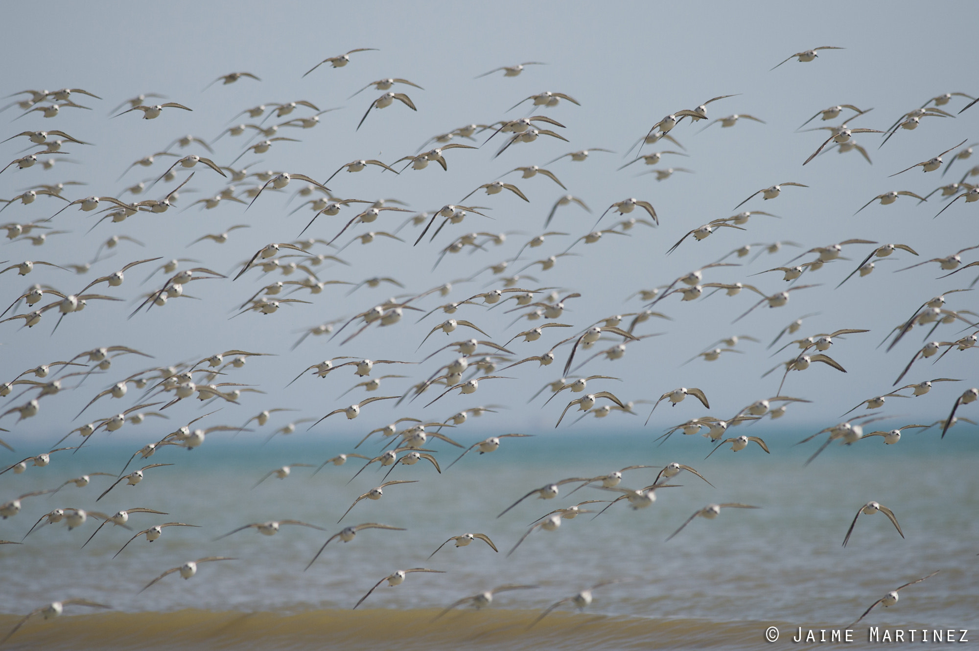 Nikon D3S + Nikon AF-S Nikkor 300mm F4D ED-IF sample photo. Sanderling / bécasseau sanderling - calidris alba photography