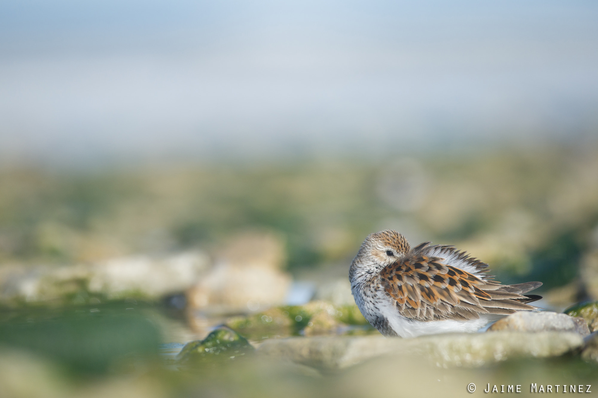 Nikon D3S + Nikon AF-S Nikkor 300mm F4D ED-IF sample photo. Dunlin / bécasseau variable - calidris alpina photography