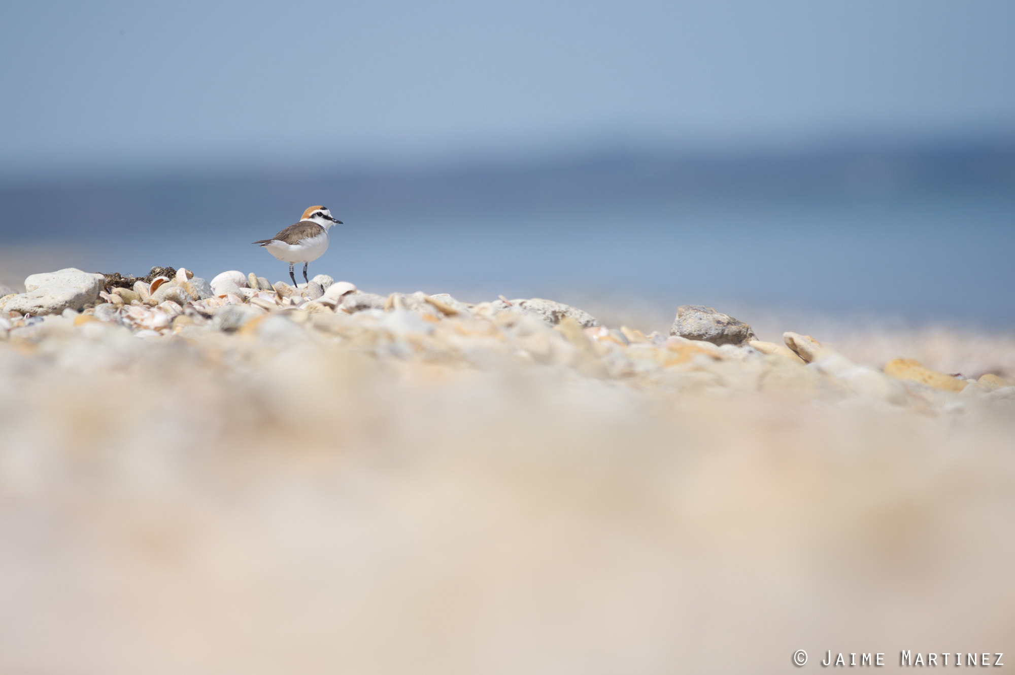 Nikon D3S + Nikon AF-S Nikkor 300mm F4D ED-IF sample photo. Kentish plover - charadrius alexandrinus photography