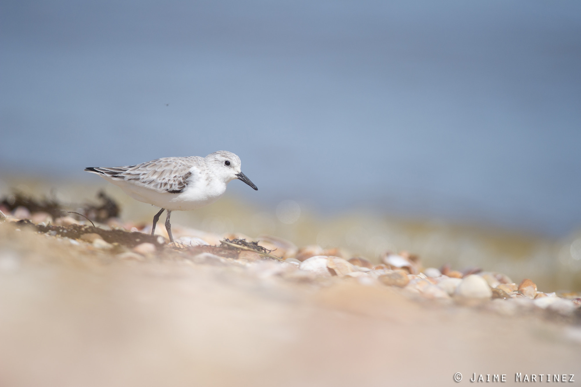 Nikon D3S + Nikon AF-S Nikkor 300mm F4D ED-IF sample photo. Sanderling / bécasseau sanderling - calidris alba photography