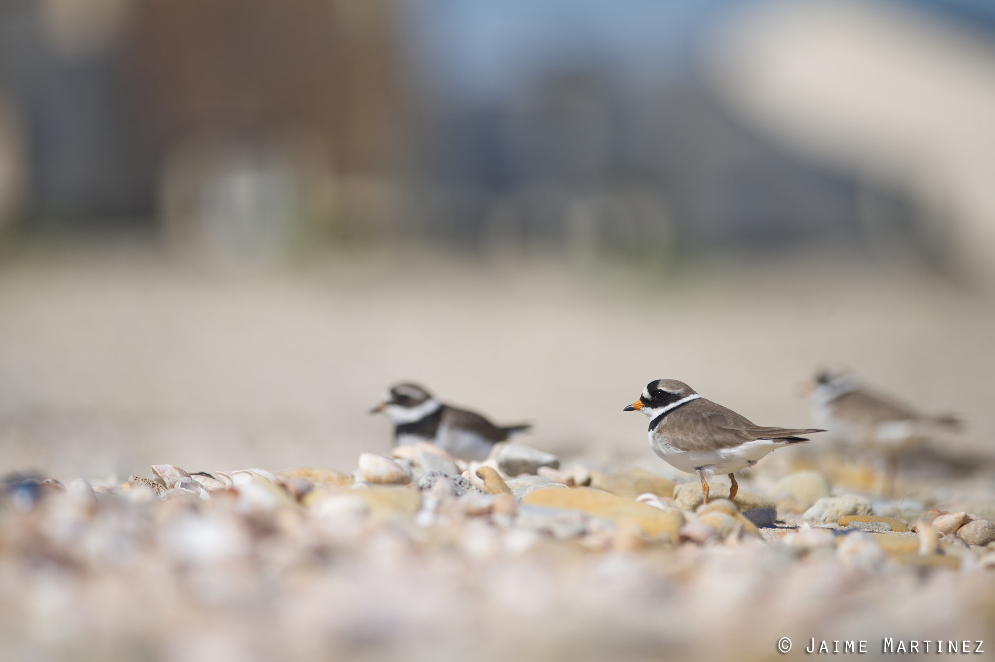 Nikon D3S + Nikon AF-S Nikkor 300mm F4D ED-IF sample photo. Common ringed plover - charadrius hiaticula photography