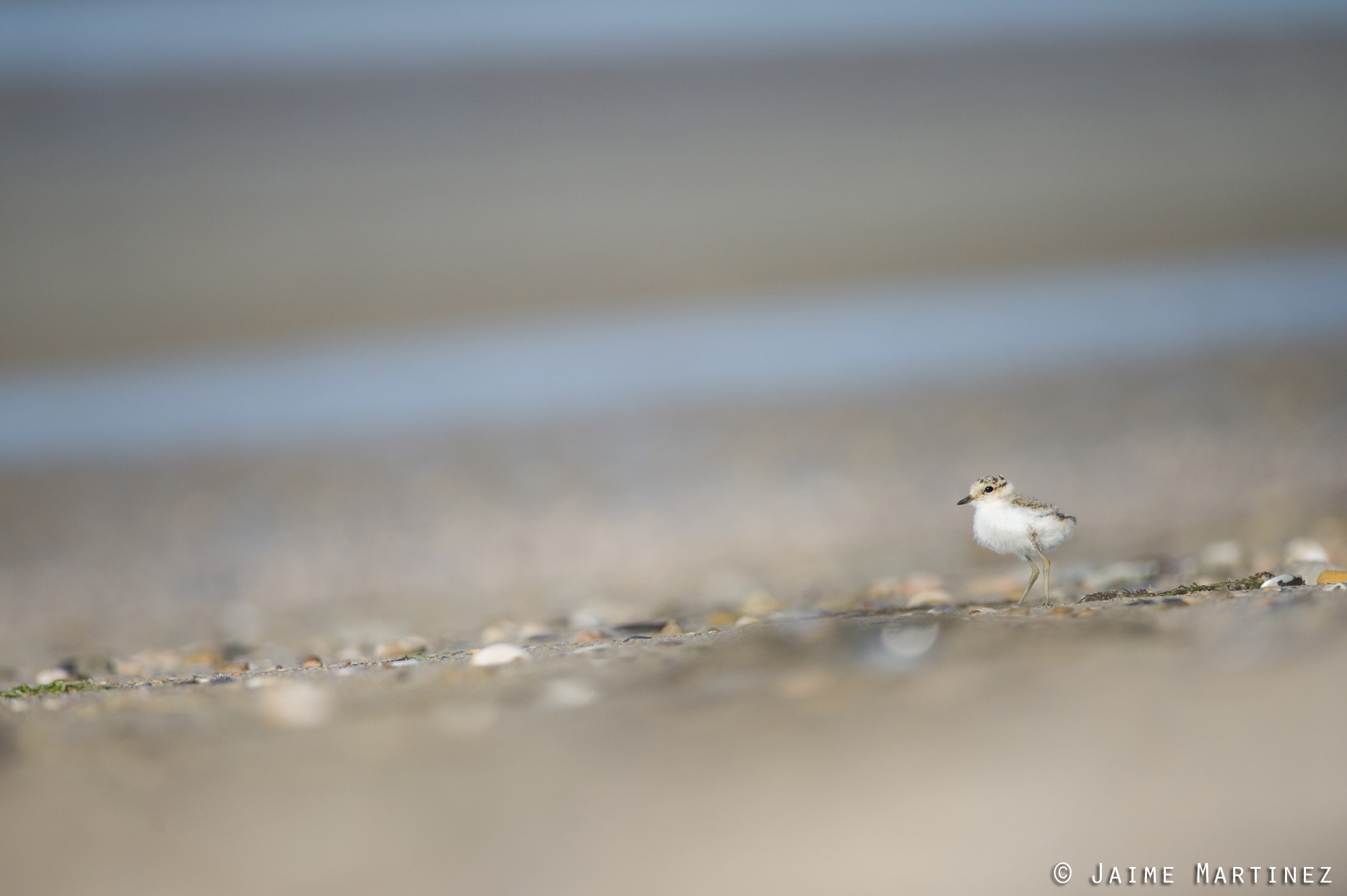 Nikon D3S + Nikon AF-S Nikkor 300mm F4D ED-IF sample photo. Kentish plover - charadrius alexandrinus photography