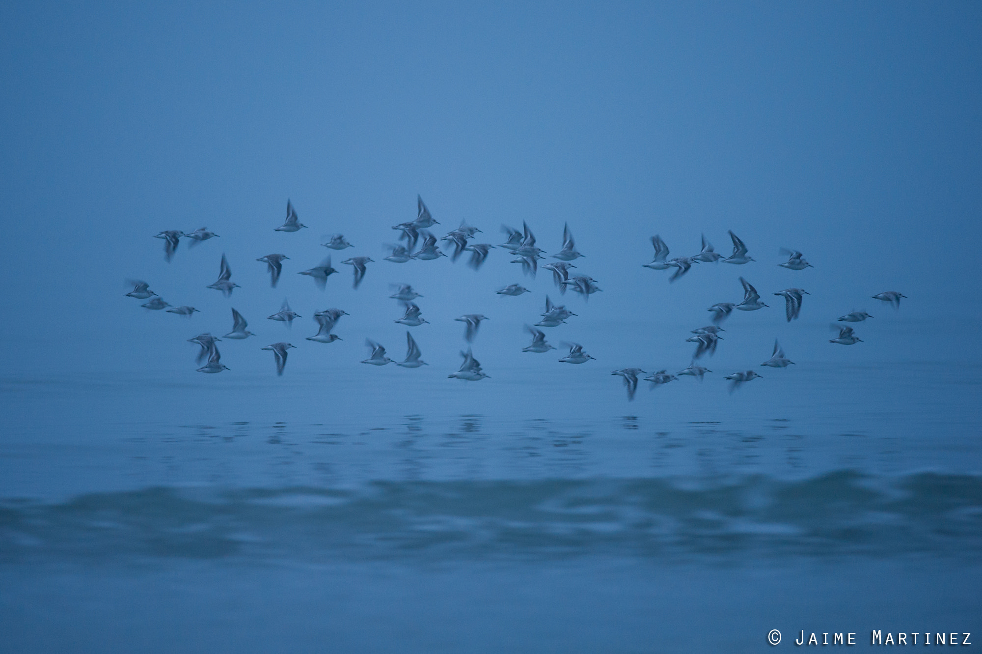 Nikon D3S + Nikon AF-S Nikkor 300mm F4D ED-IF sample photo. Sanderling / bécasseau sanderling - calidris alba photography