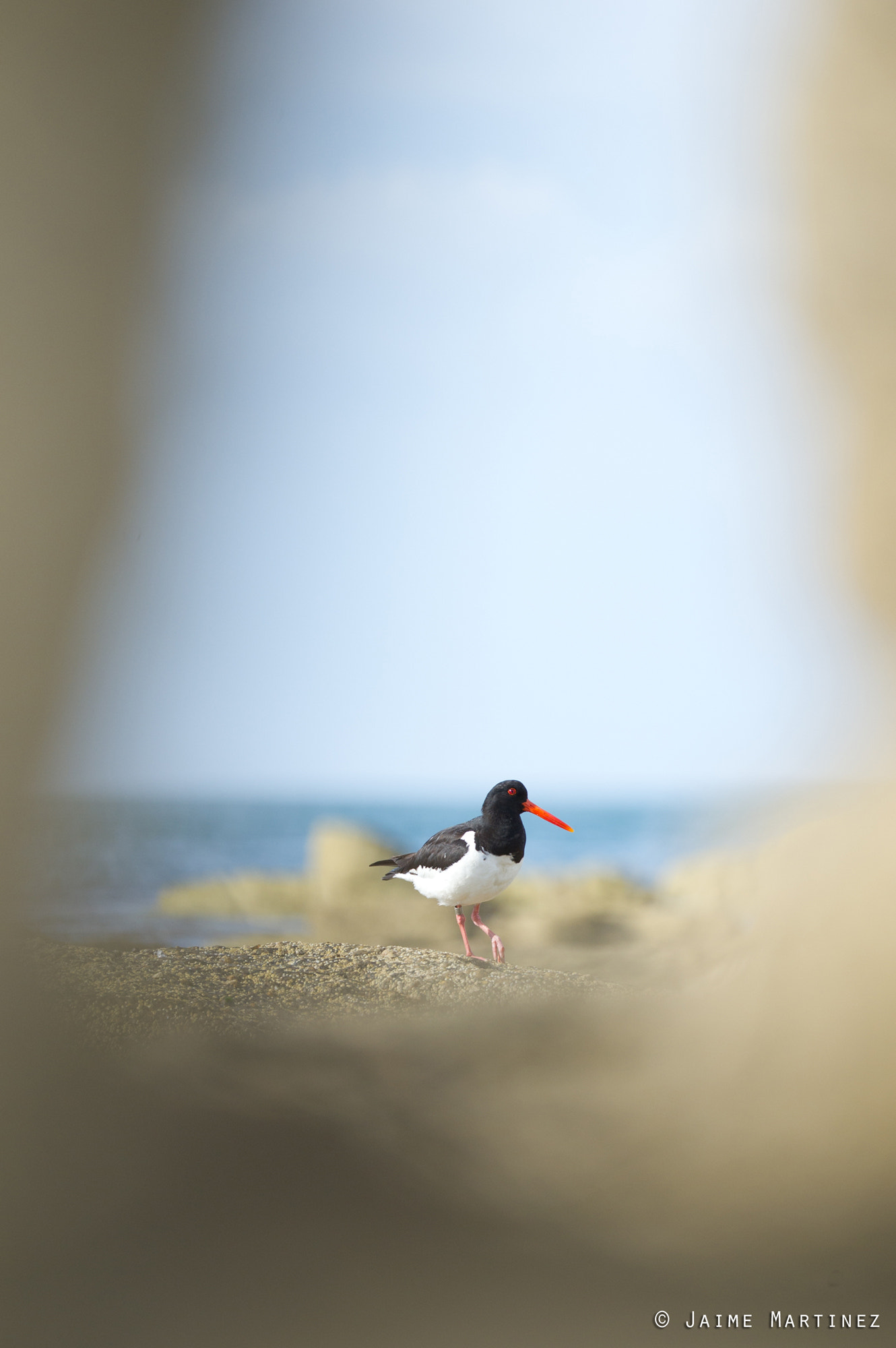 Nikon D3S + Nikon AF-S Nikkor 300mm F4D ED-IF sample photo. Eurasian oystercatcher - haematopus ostralegus photography