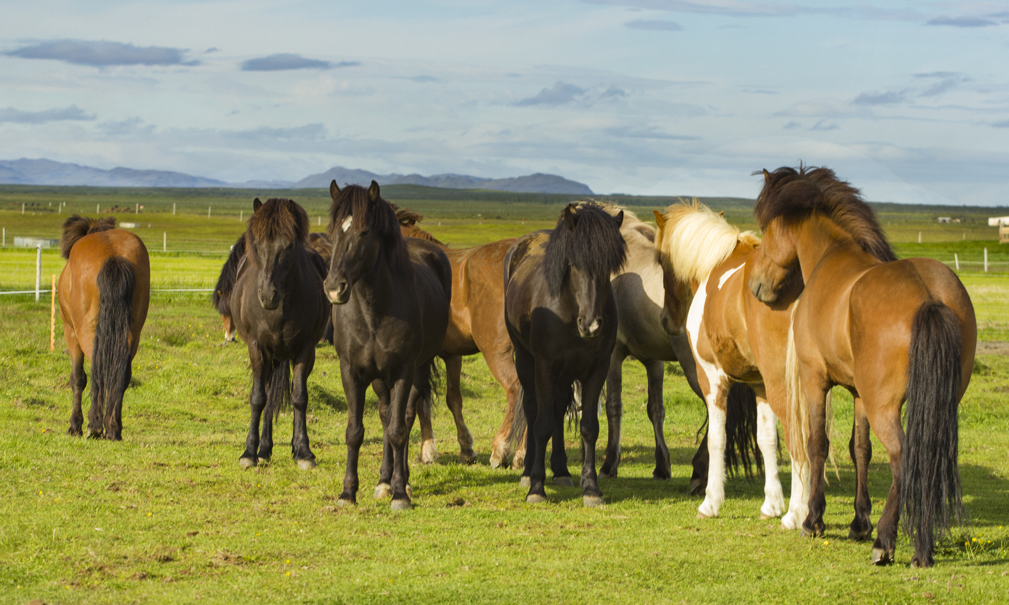 Canon EOS 550D (EOS Rebel T2i / EOS Kiss X4) + Canon EF 70-200mm F4L USM sample photo. Icelandic horses photography