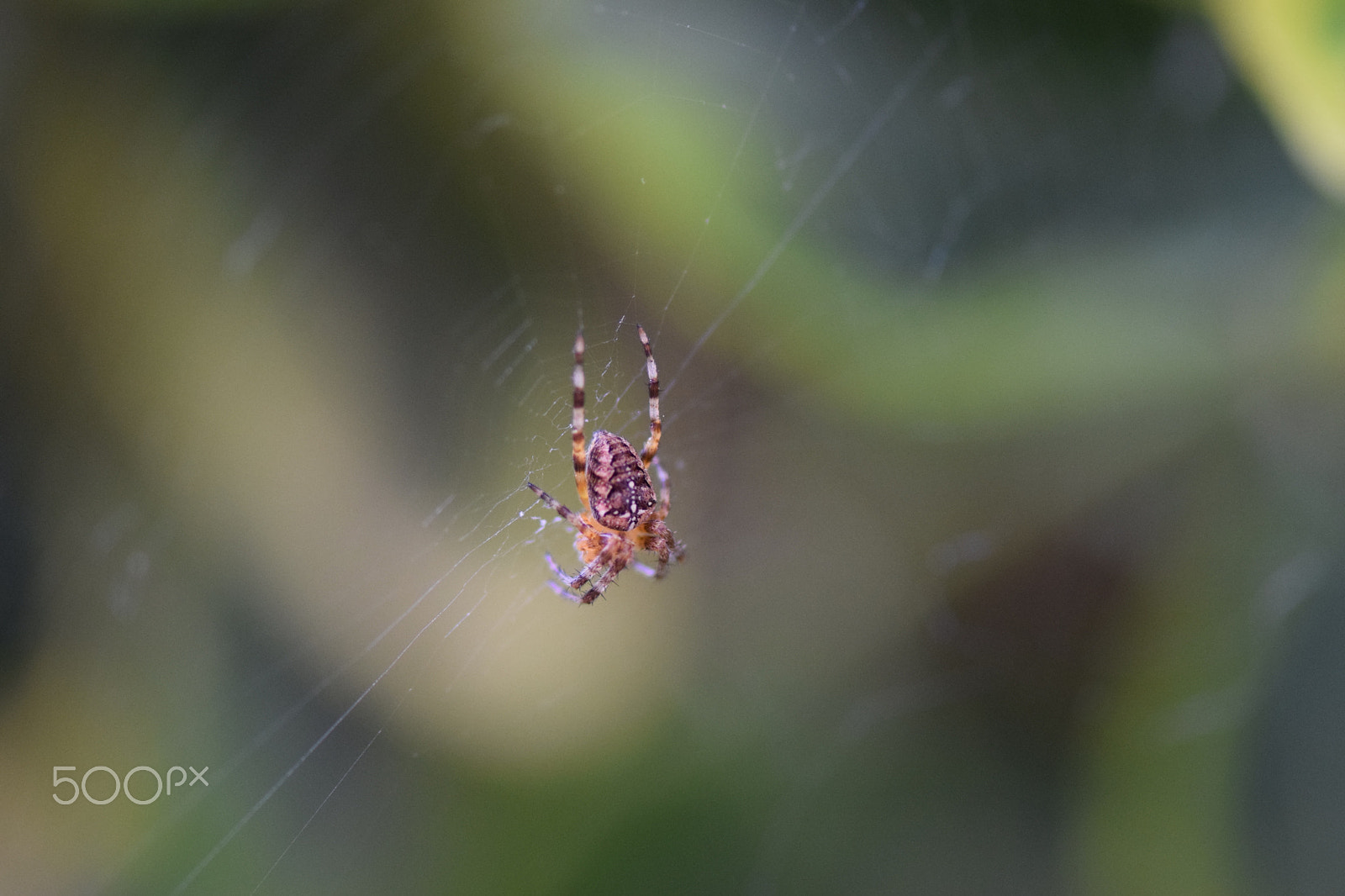 Nikon AF-S Micro-Nikkor 105mm F2.8G IF-ED VR sample photo. Dsc_1476.jpg photography