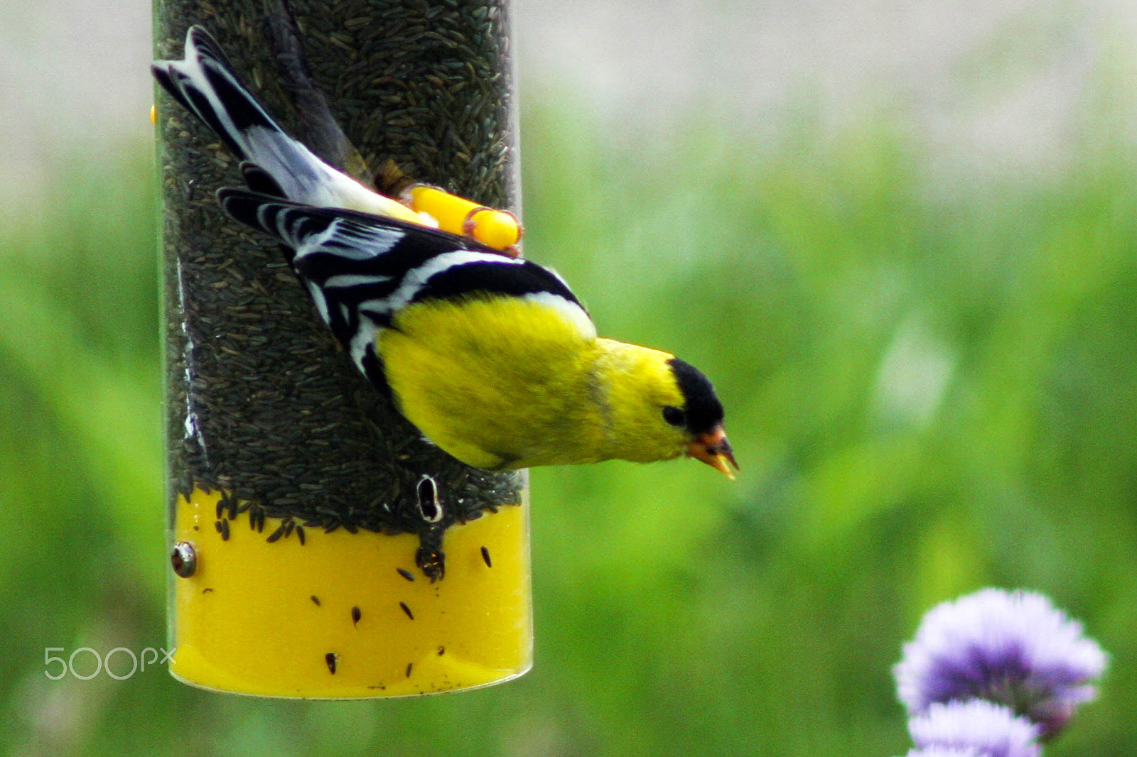 Canon EOS 40D + EF75-300mm f/4-5.6 sample photo. American goldfinch carduelis tristus photography