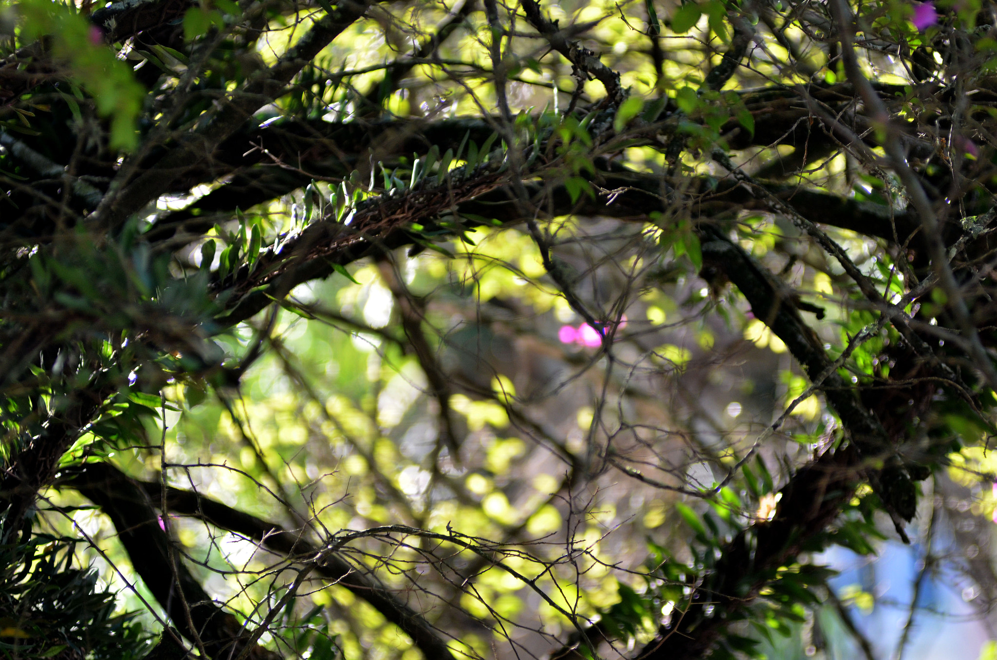 Nikon AF-Nikkor 80-200mm F2.8D ED sample photo. Dsc_0419.jpg photography