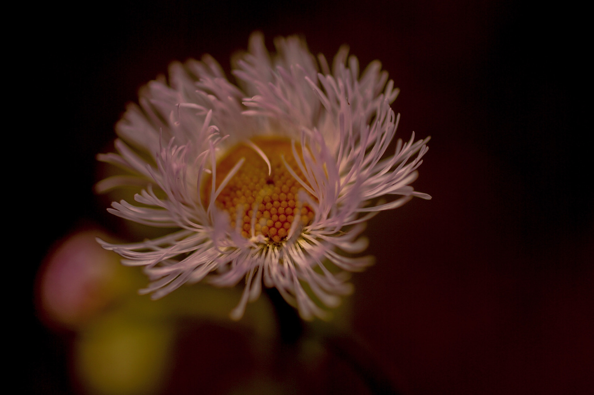 Sigma 18-50mm f/2.8 Macro sample photo. Philadelphia fleabane photography