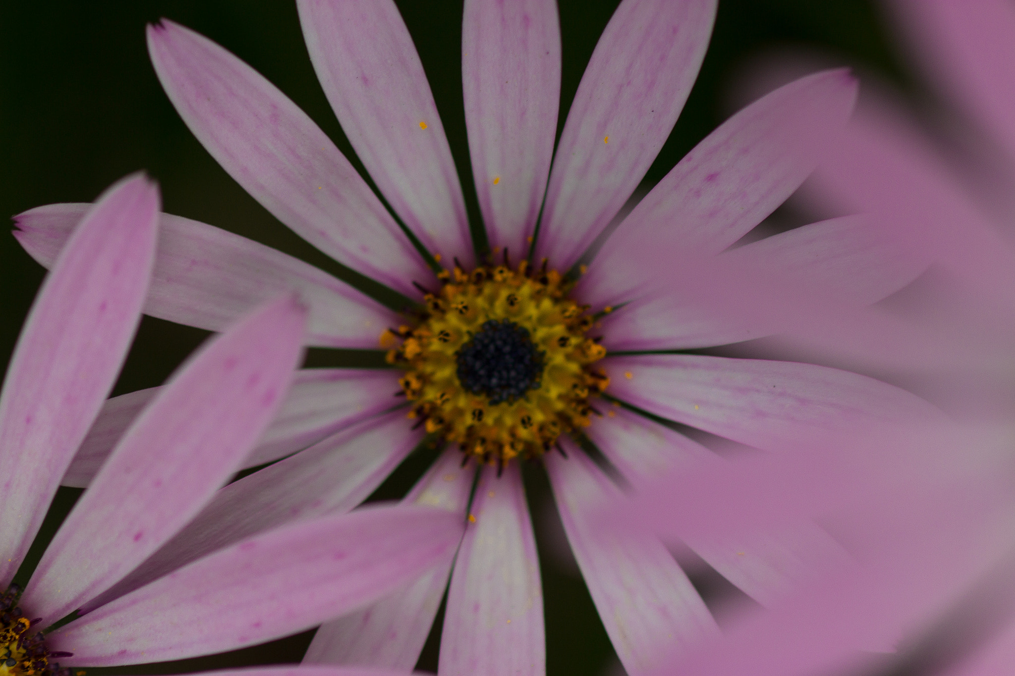 Canon EOS 600D (Rebel EOS T3i / EOS Kiss X5) + Canon EF 100mm F2.8 Macro USM sample photo. Purple flower photography