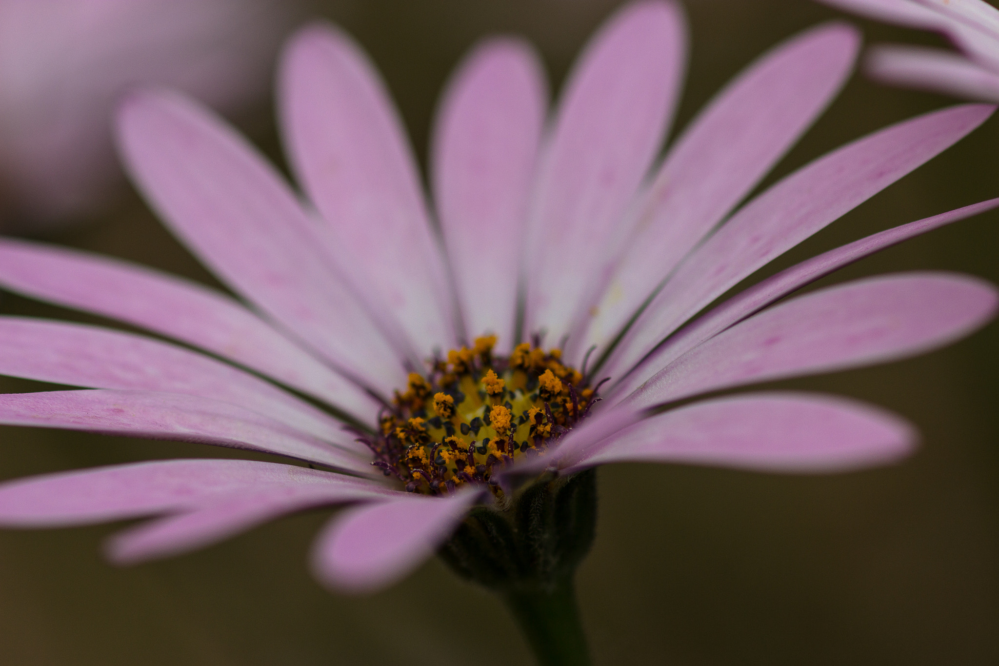 Canon EOS 600D (Rebel EOS T3i / EOS Kiss X5) + Canon EF 100mm F2.8 Macro USM sample photo. Purple flower pt2 photography