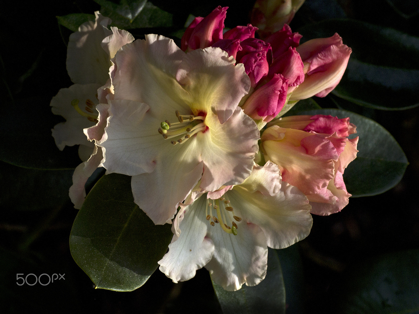 Pentax K-r + Tamron SP AF 90mm F2.8 Di Macro sample photo. Rhododendron photography