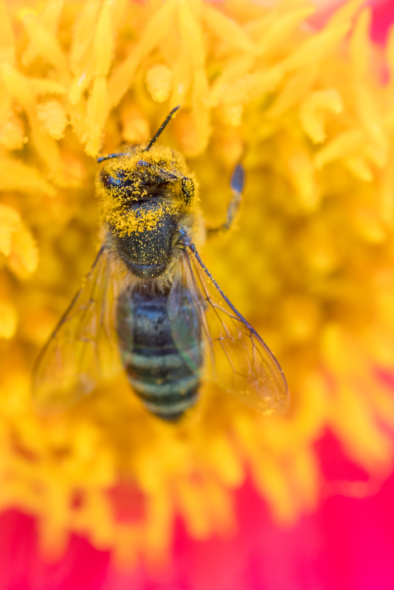 Sony a7R II + Tamron SP AF 90mm F2.8 Di Macro sample photo. Honey bee covered with pollen photography