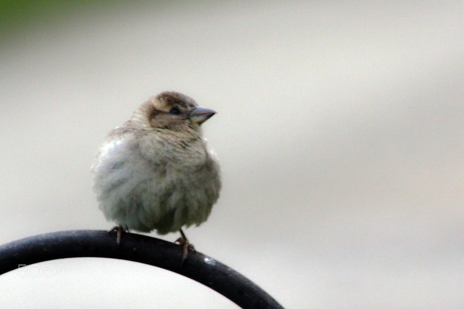 Canon EOS 40D + EF75-300mm f/4-5.6 sample photo. Young house sparrow passer domesticus photography